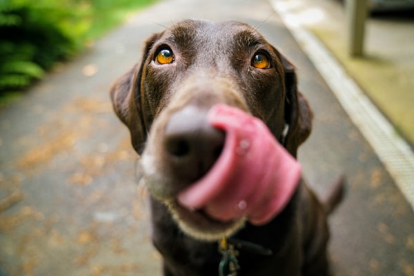 犬2
